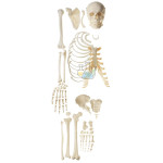 Unassembled Half Homoskeleton Model